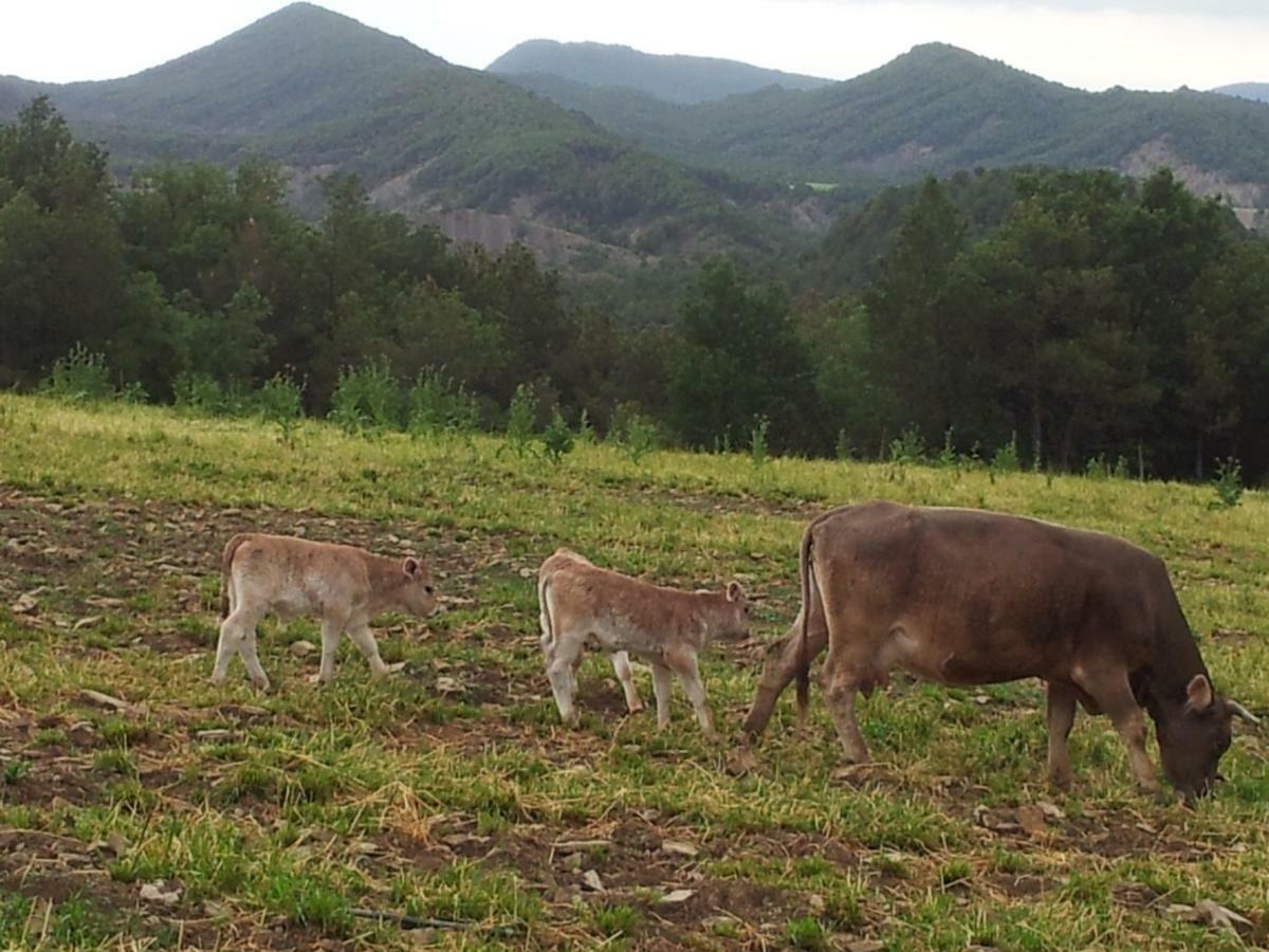 Casa Encuentra, En El Pirineo Al Lado De Ainsa Guest House El Pueyo de Araguas Bagian luar foto